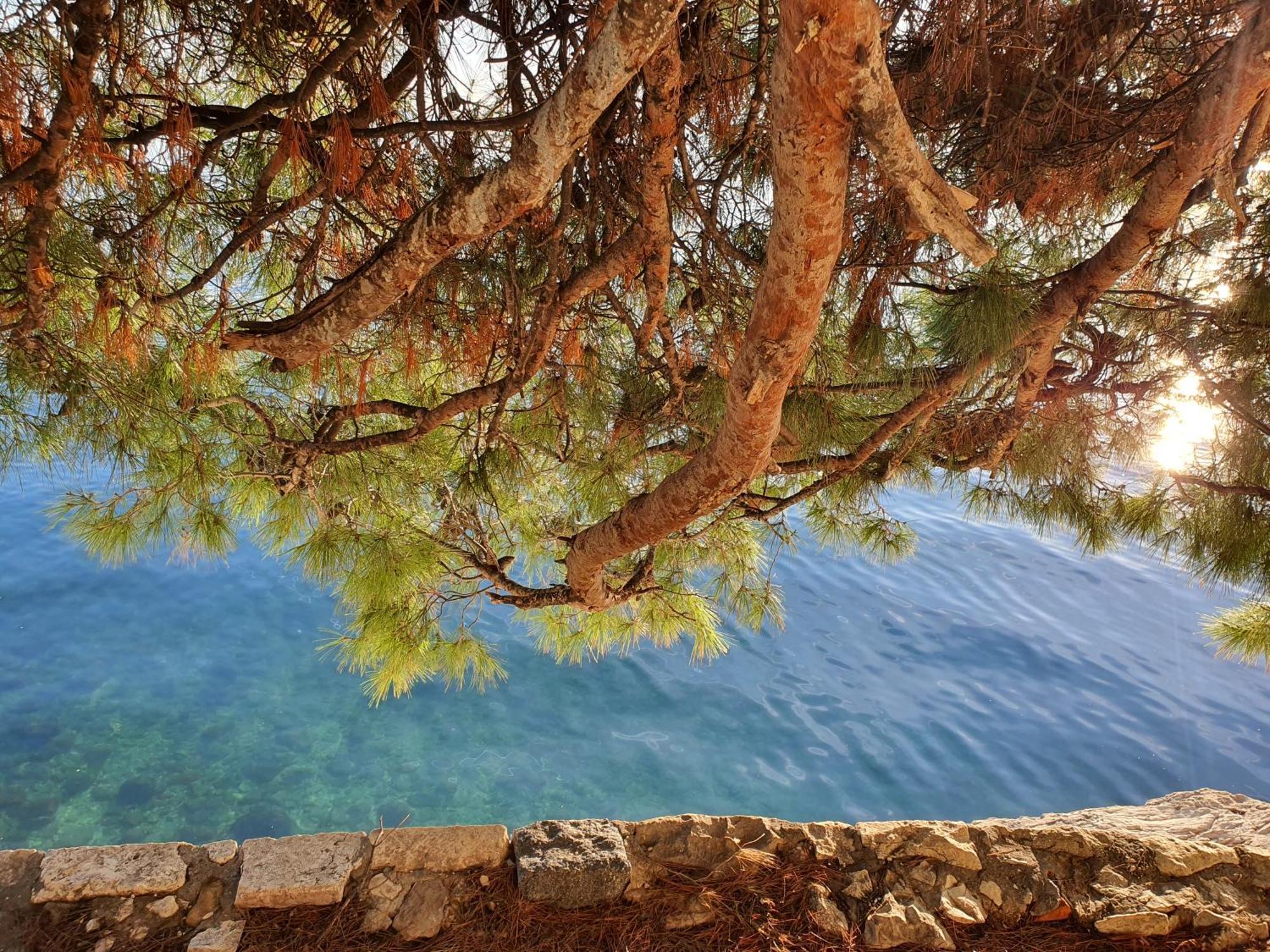 Violeta Hvar هفار المظهر الخارجي الصورة