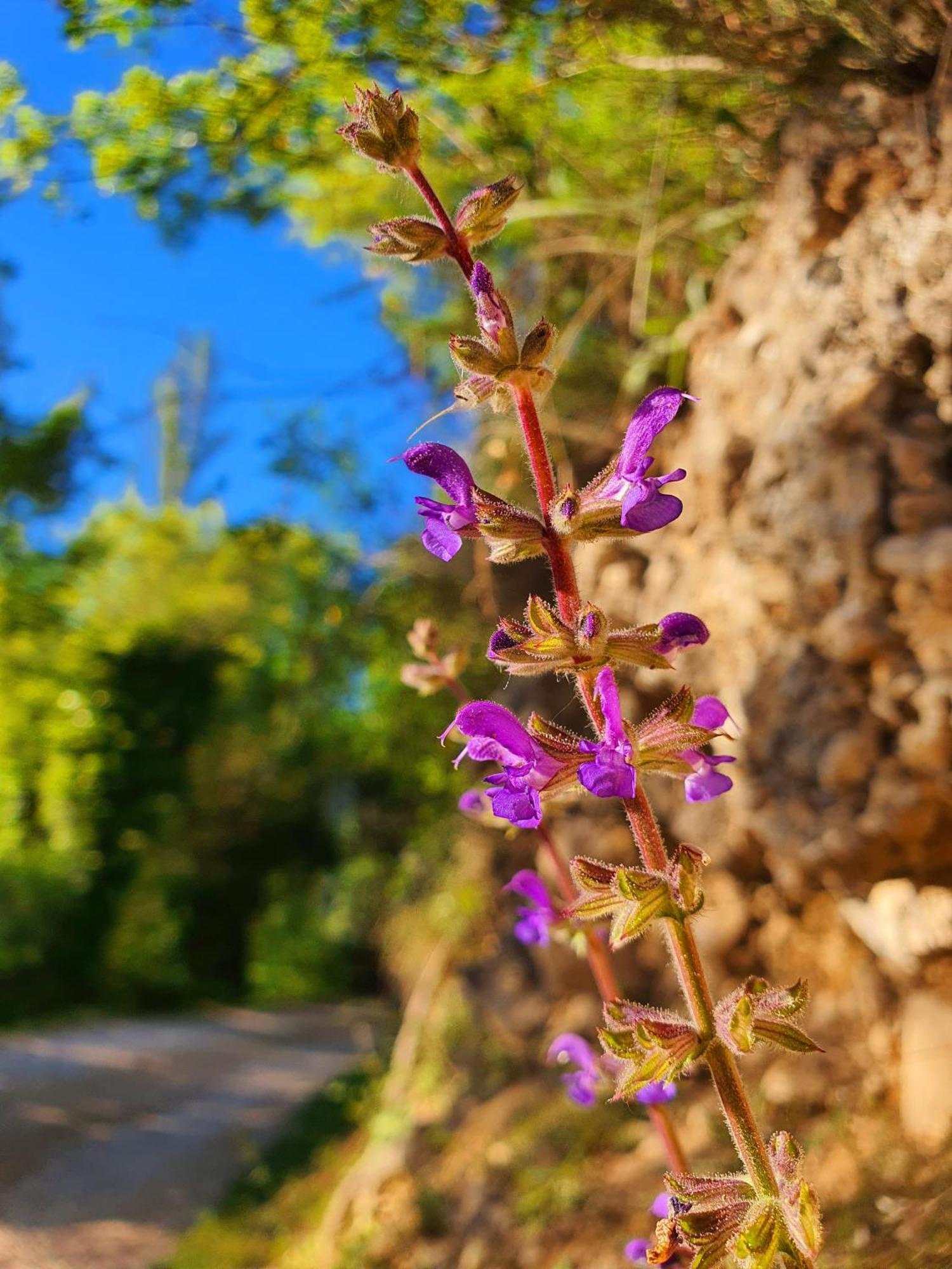 Violeta Hvar هفار المظهر الخارجي الصورة
