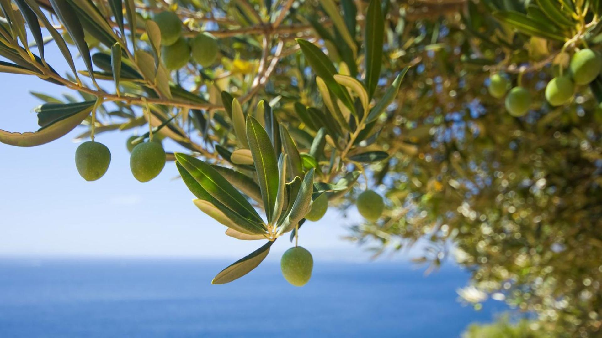 Violeta Hvar هفار المظهر الخارجي الصورة