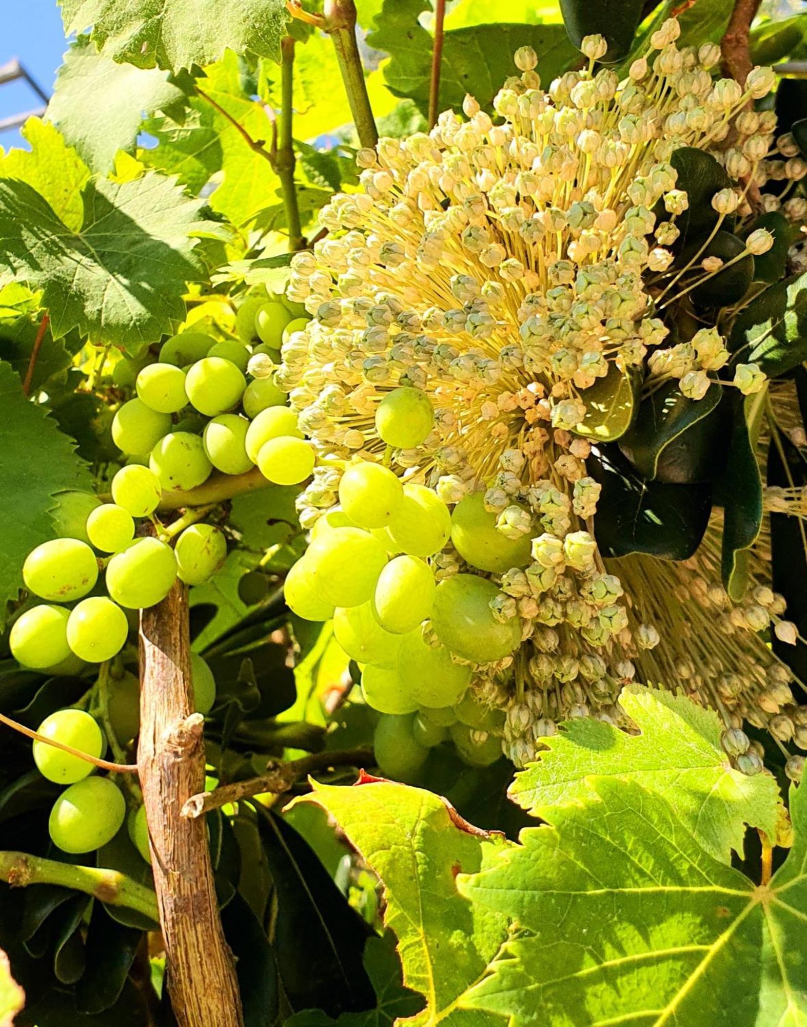 Violeta Hvar هفار المظهر الخارجي الصورة
